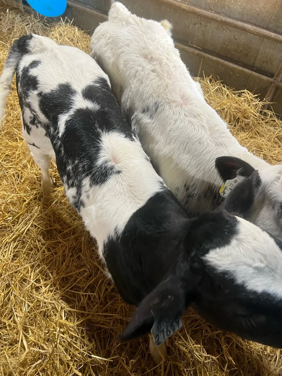 BB heifer calf’s for sale - Image 3
