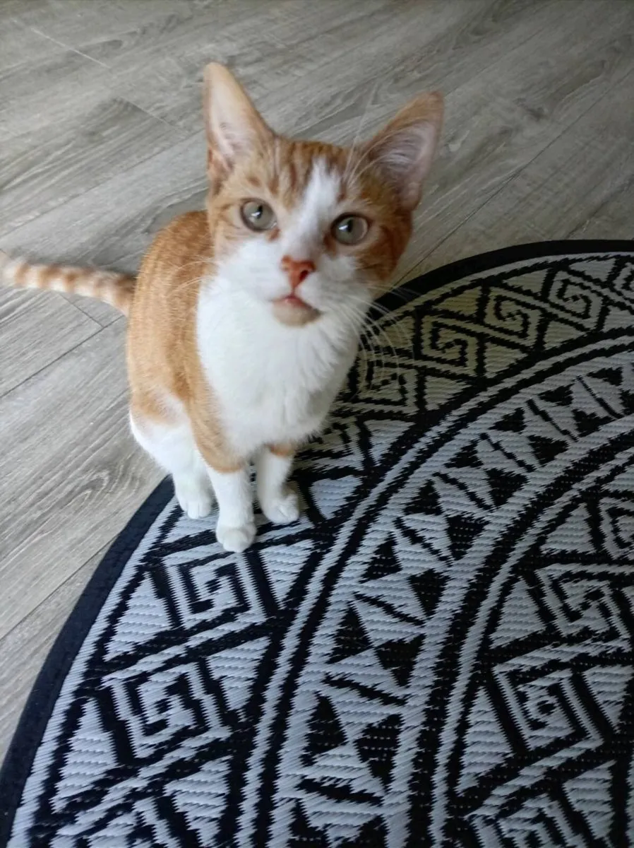 Beautiful indoor cat! :) - Image 2