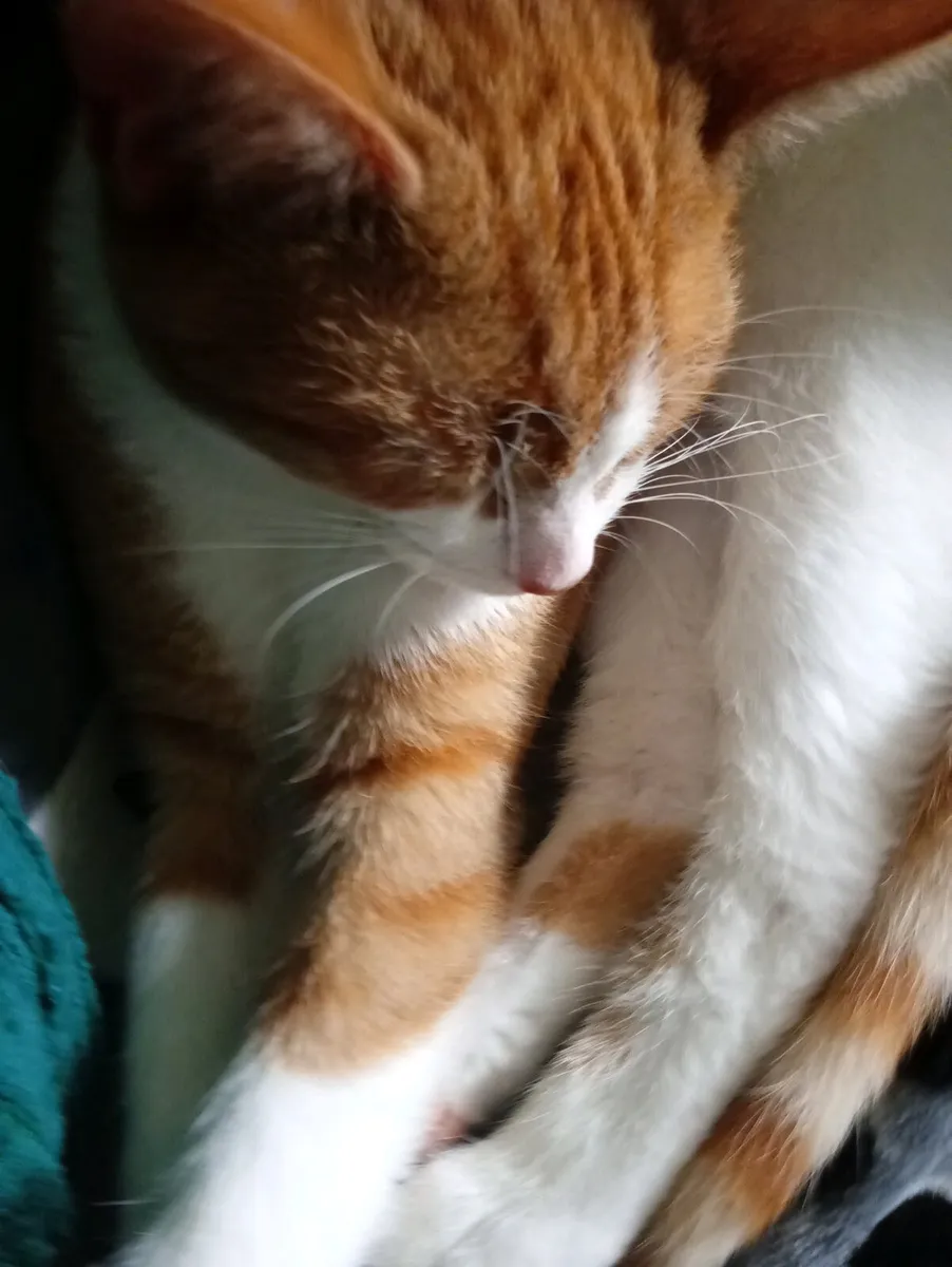 Beautiful indoor cat! :) - Image 3