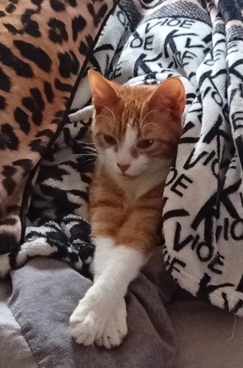 Beautiful indoor cat! :) - Image 4