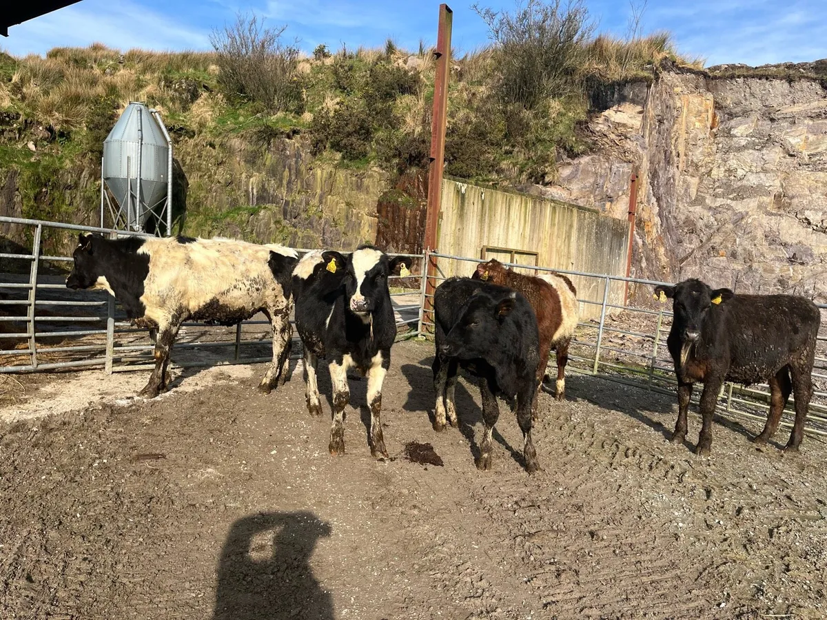 Grass bullocks - Image 2