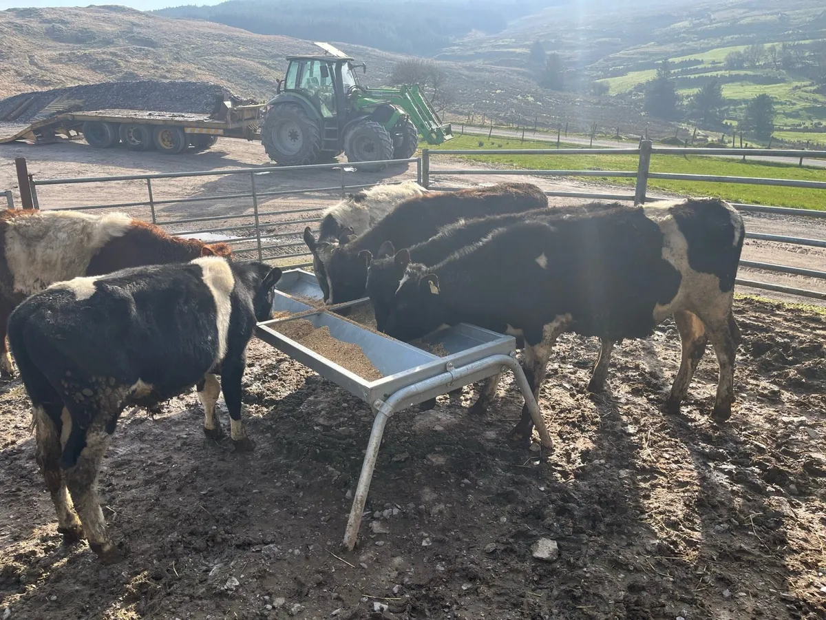 Grass bullocks - Image 4