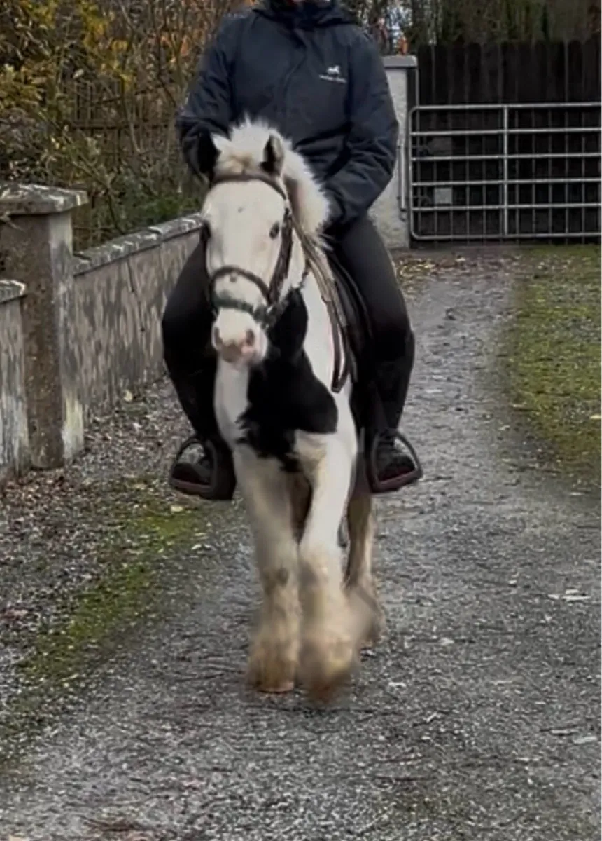 VERY QUIET LEAD-REIN/ STARTER   PONY - Image 2