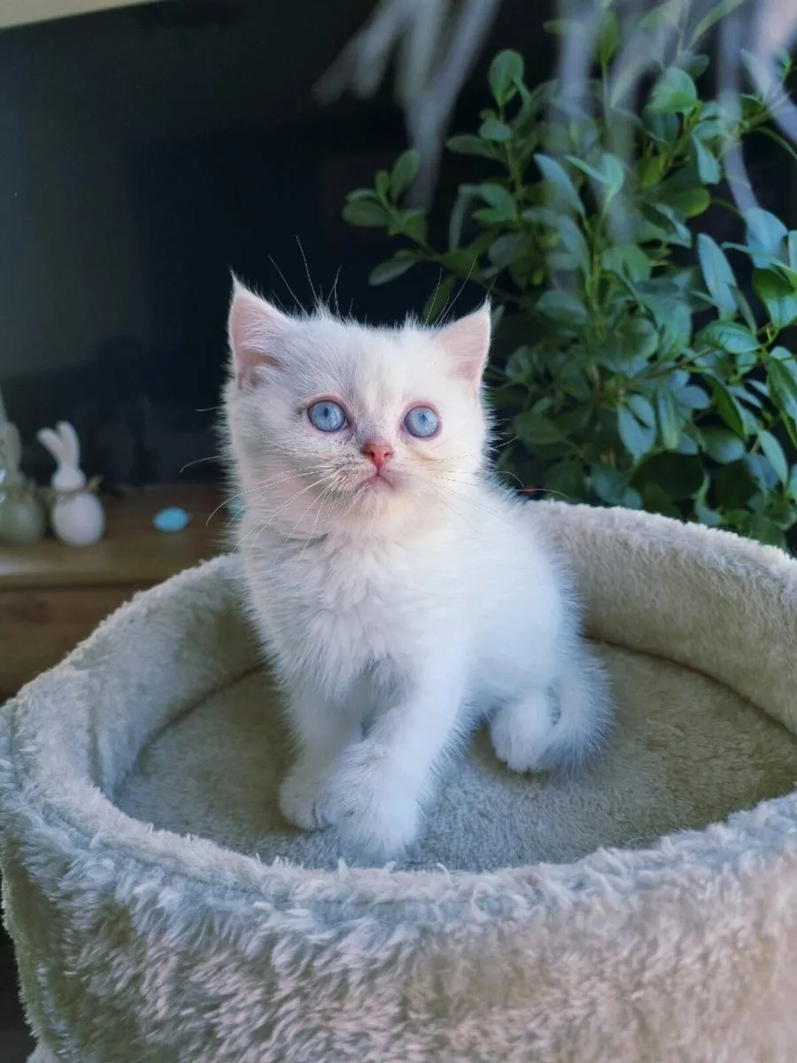 Pure British Shorthair - Image 2