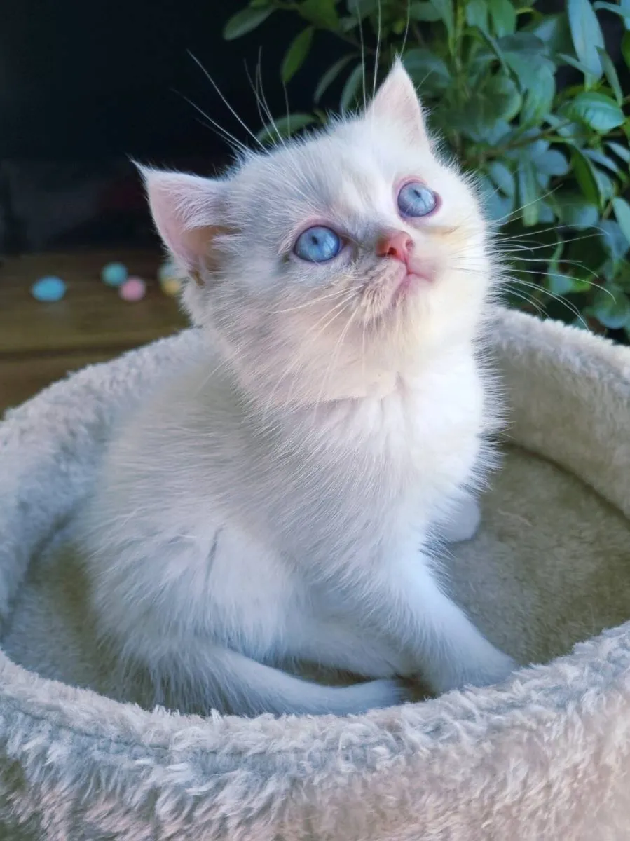 Pure British Shorthair - Image 3