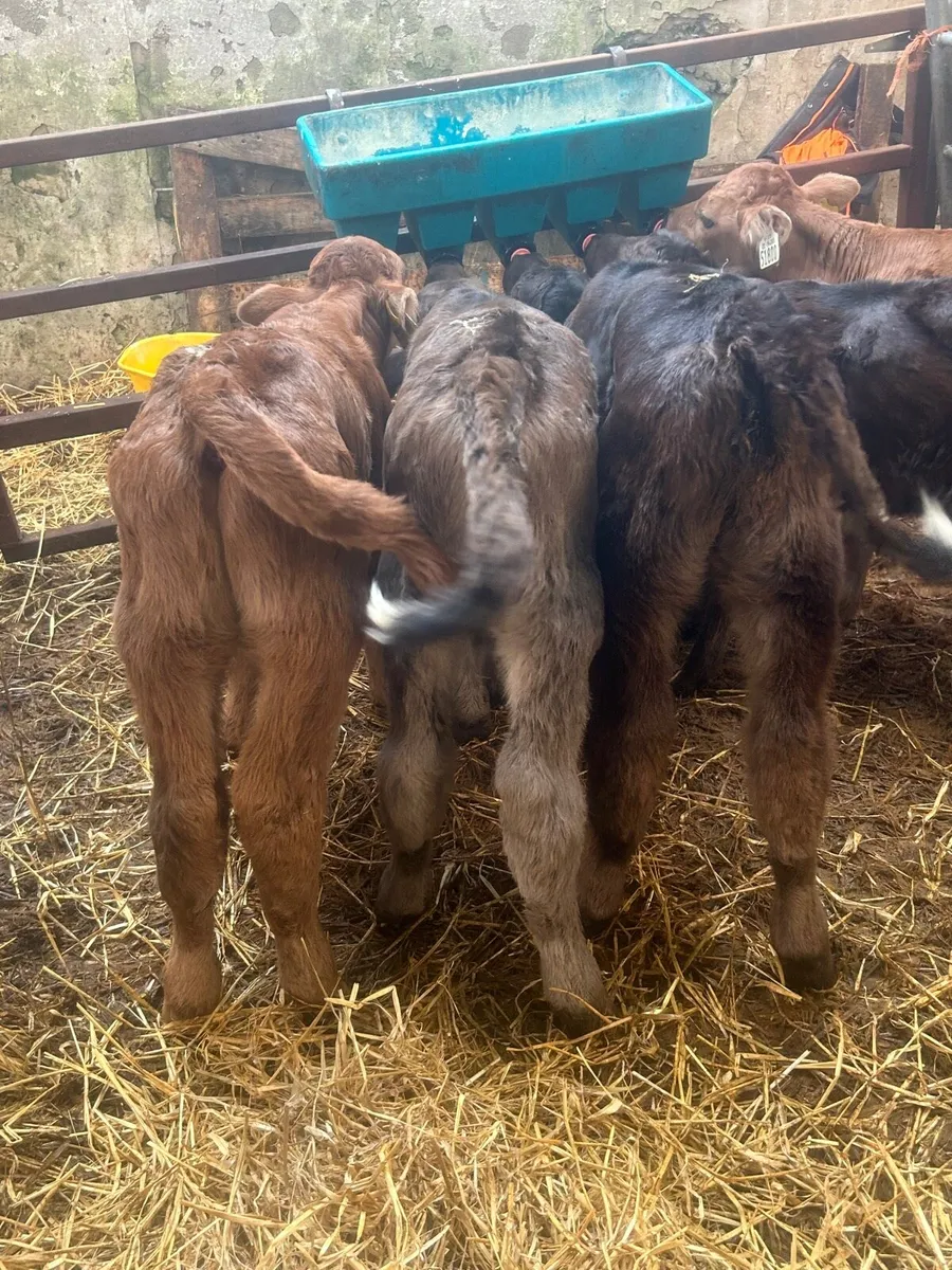 🌟5 Aubrac calves 🌟No Moves - Image 3