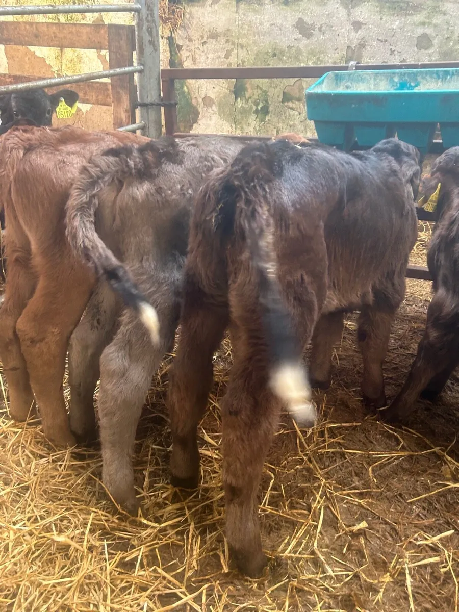 🌟5 Aubrac calves 🌟No Moves - Image 4