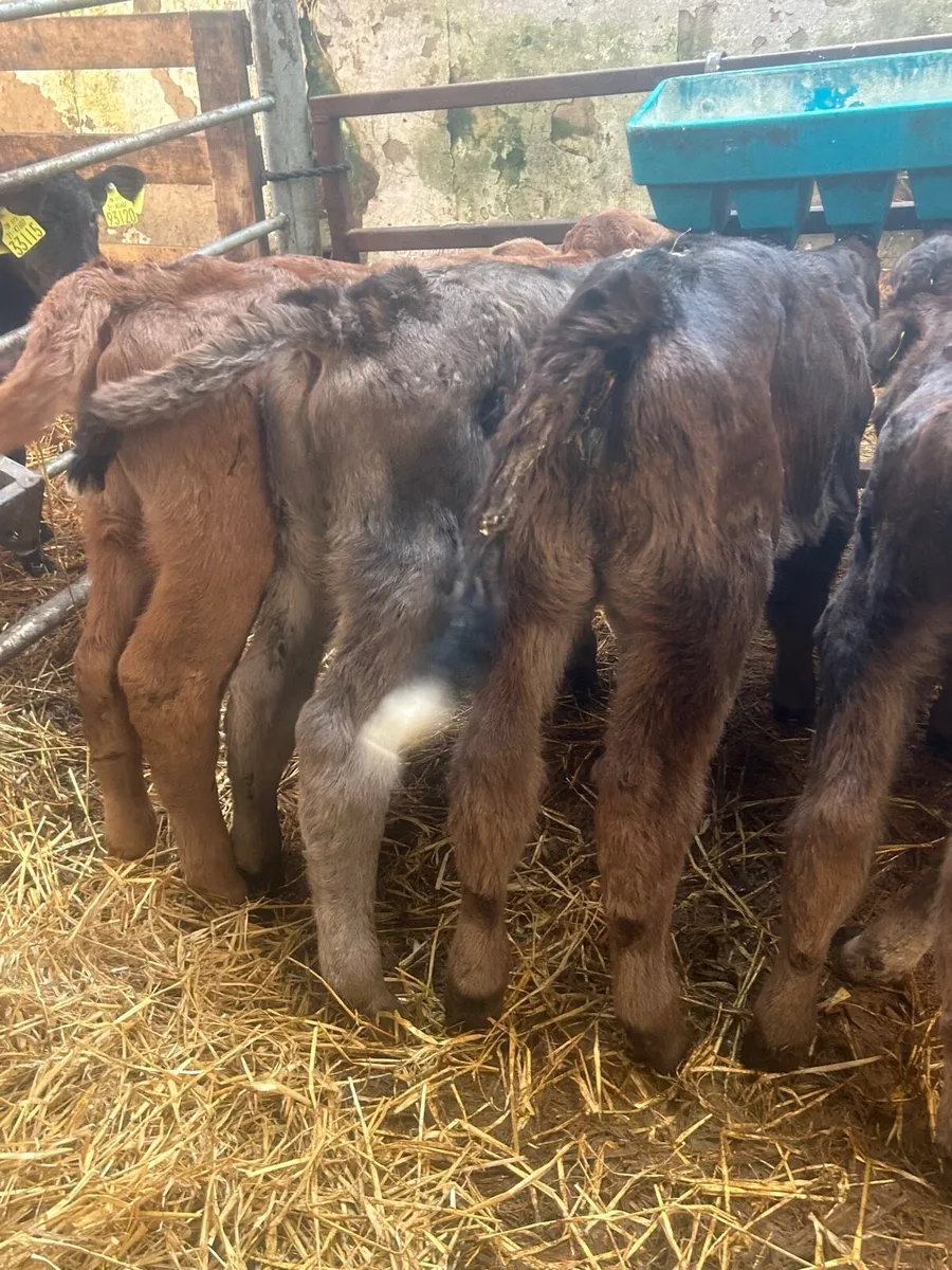 🌟5 Aubrac calves 🌟No Moves - Image 1