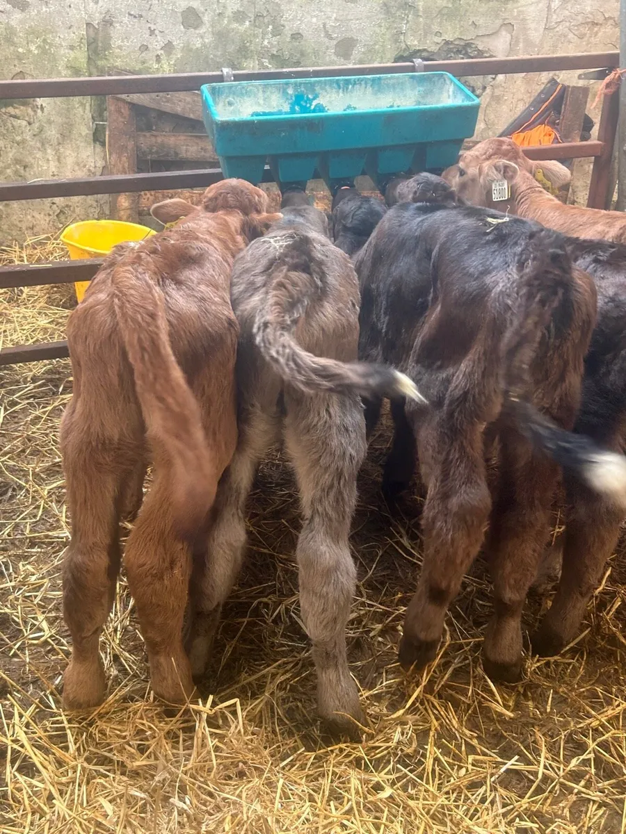 🌟5 Aubrac calves 🌟No Moves - Image 2