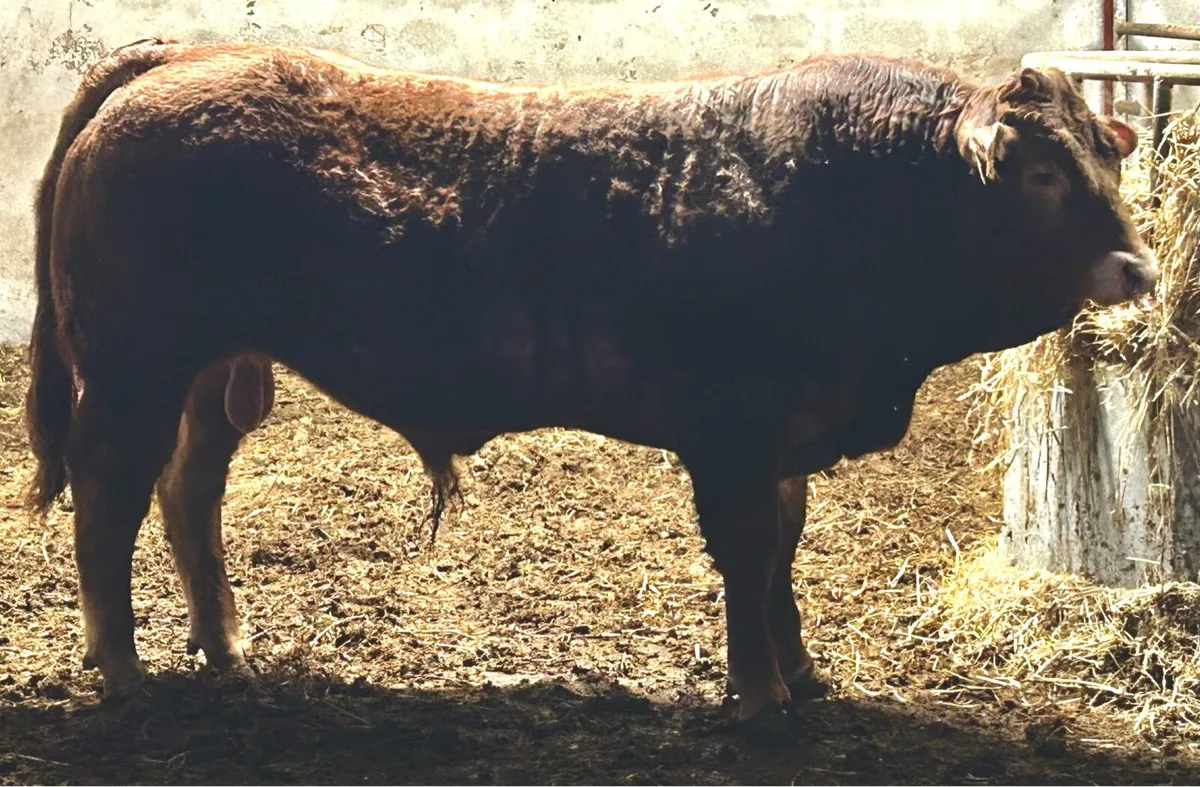 PBR Limousin bull 14 months - Image 1