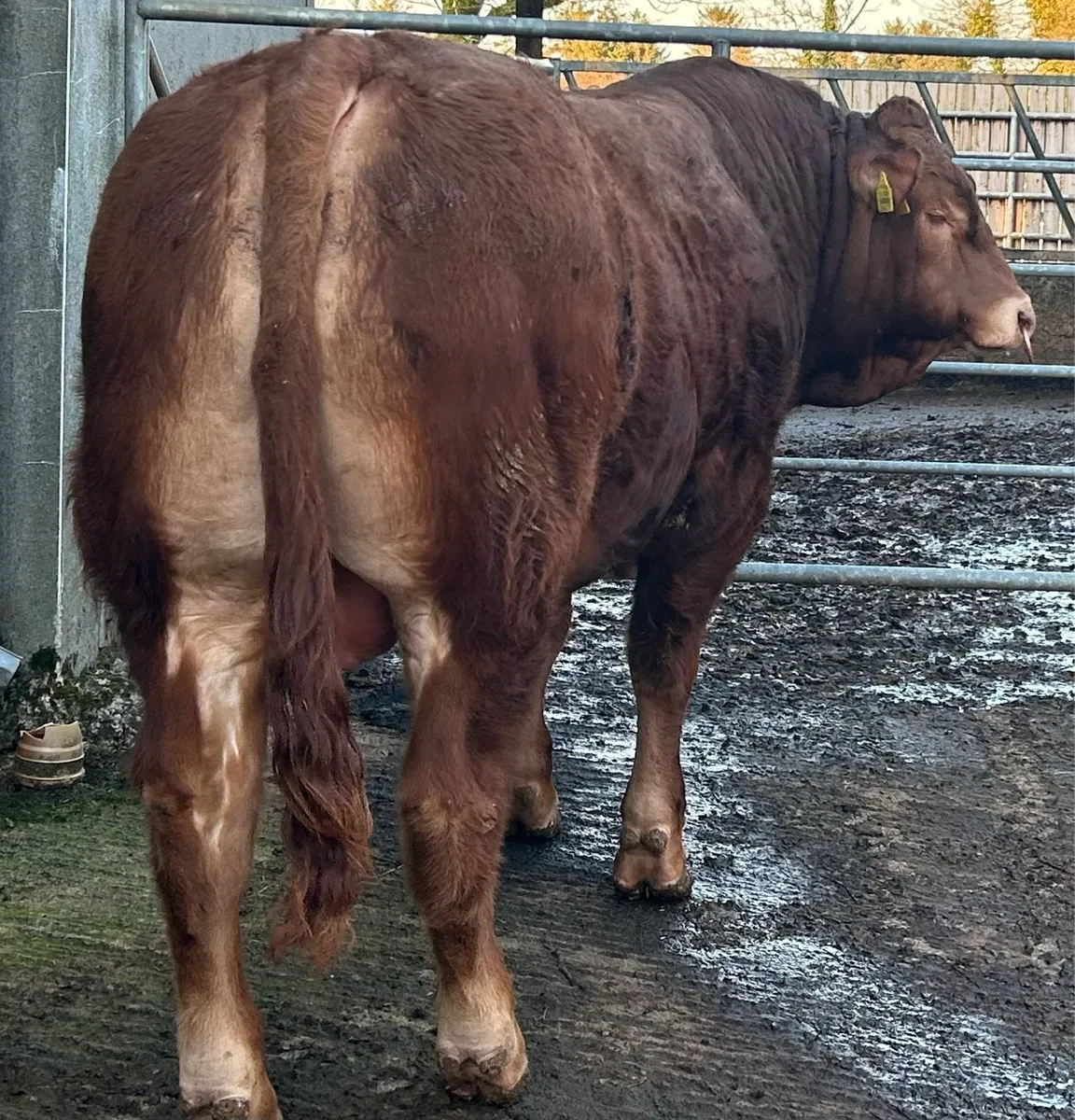 PBR Limousin bull 14 months - Image 3