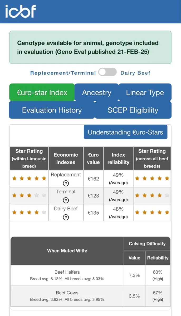 PBR Limousin bull 14 months - Image 4