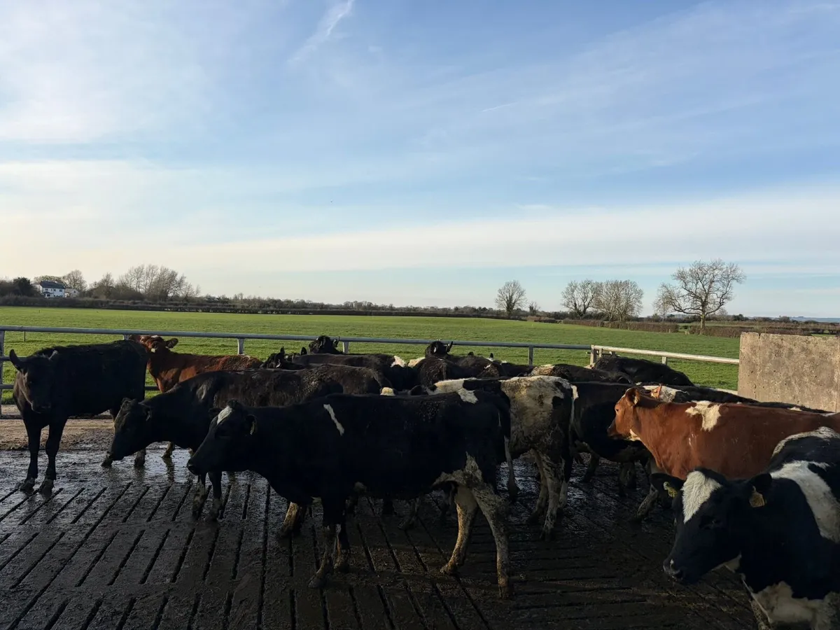 Maiden Heifers - Image 2