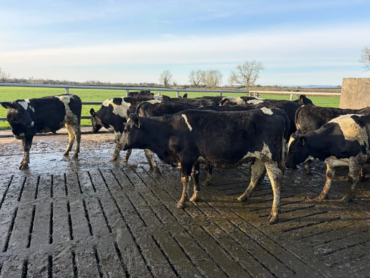 Maiden Heifers - Image 3