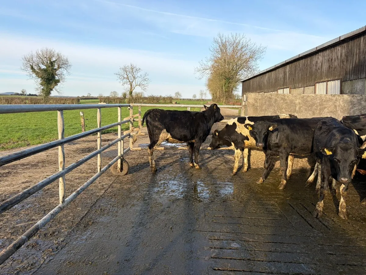 Maiden Heifers - Image 4