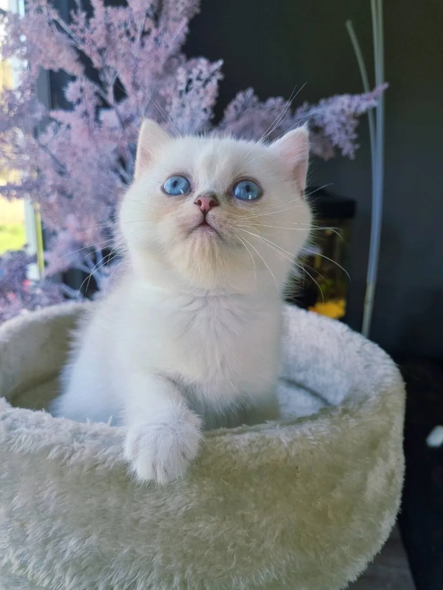 Pure British Shorthair - Image 4