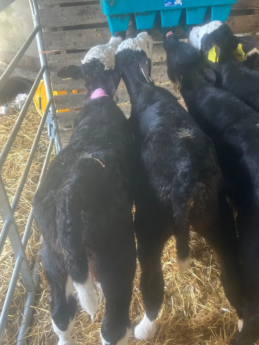 🌟7 Whitehead/Angus Heifer calves🌟No Moves - Image 3