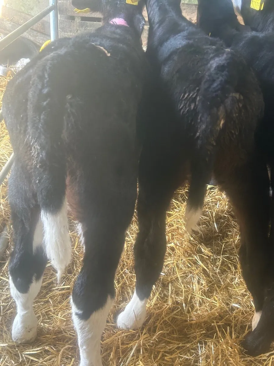 🌟7 Whitehead/Angus Heifer calves🌟No Moves - Image 4