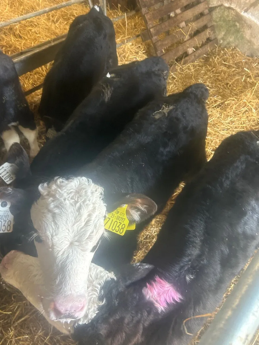 🌟7 Whitehead/Angus Heifer calves🌟No Moves - Image 1
