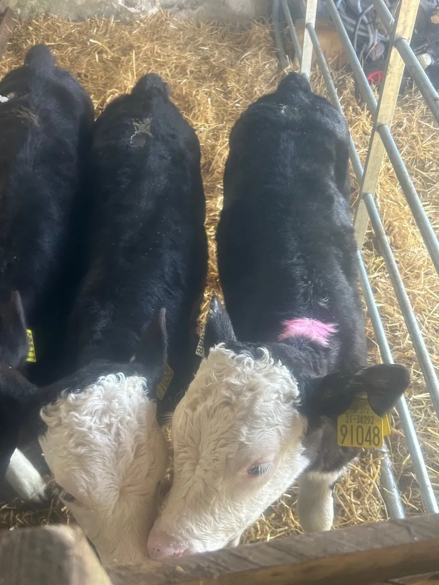 🌟7 Whitehead/Angus Heifer calves🌟No Moves - Image 2
