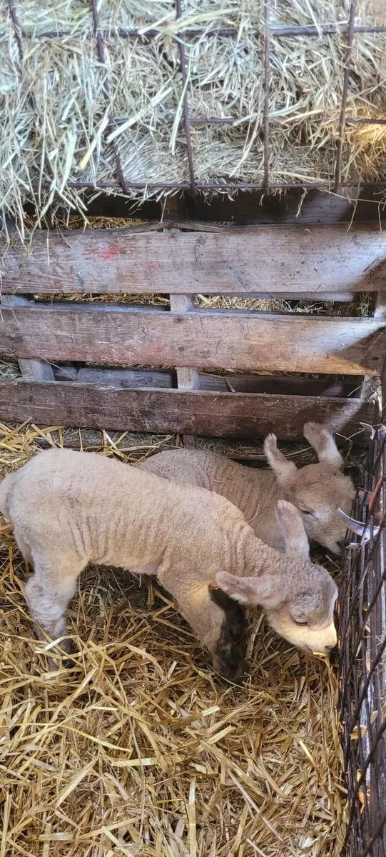 Pet lambs - Image 1
