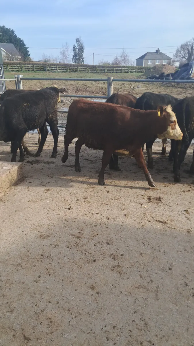 Yearling heifers - Image 4