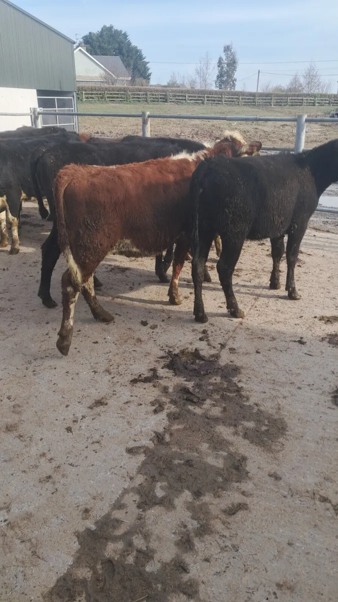 Yearling heifers - Image 1