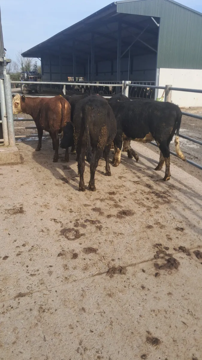 Yearling heifers - Image 2