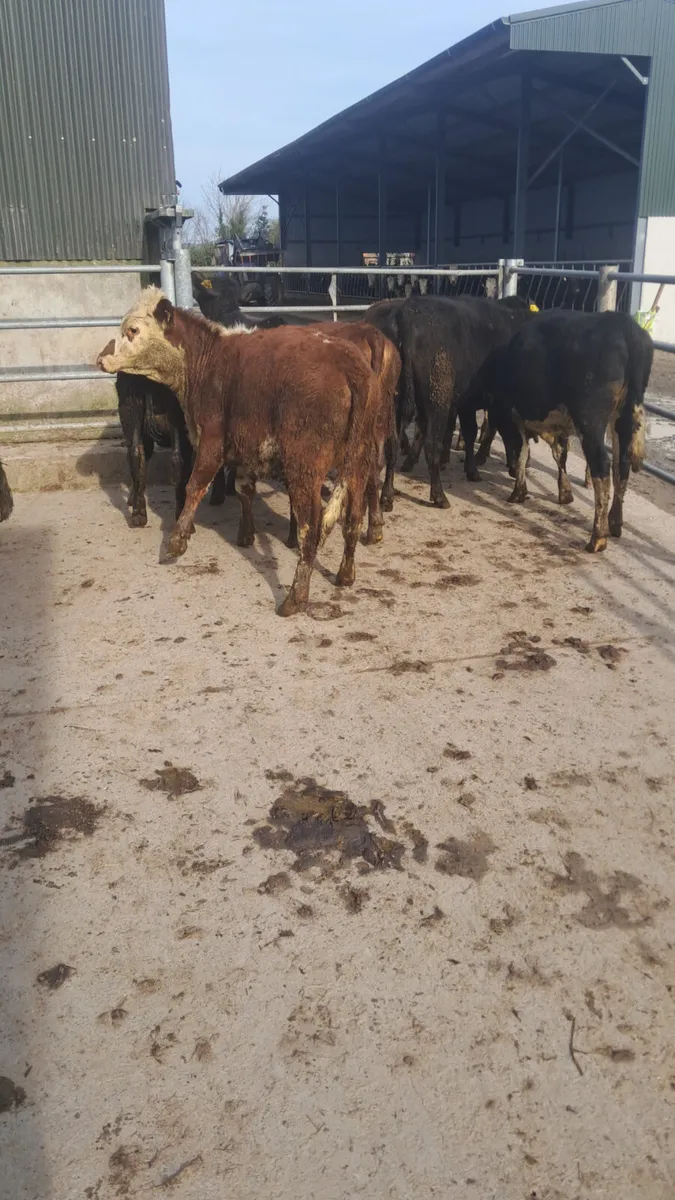 Yearling heifers - Image 3