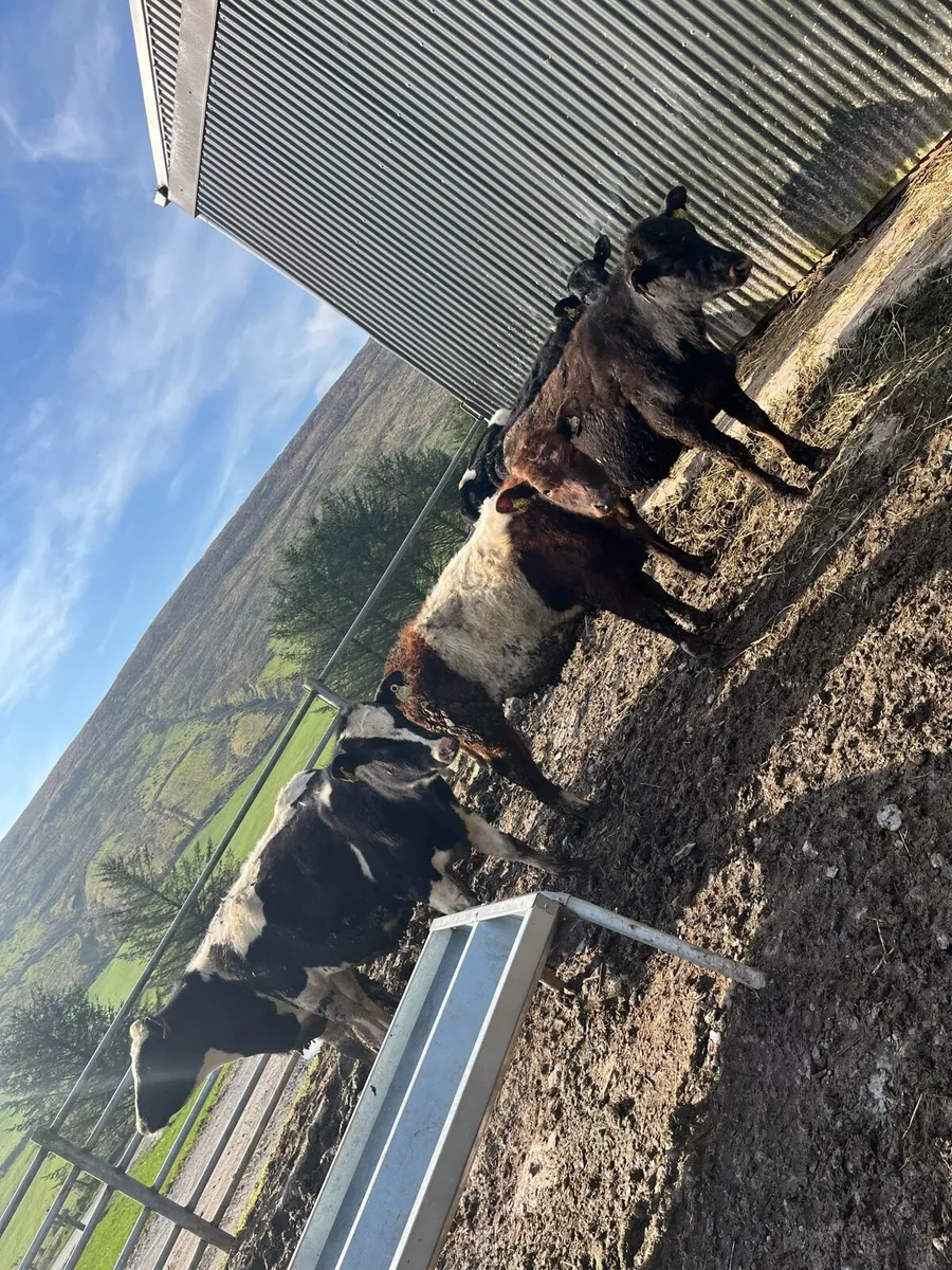 Grass bullocks - Image 1