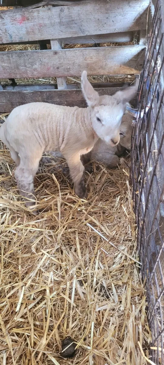 Pet lambs - Image 4