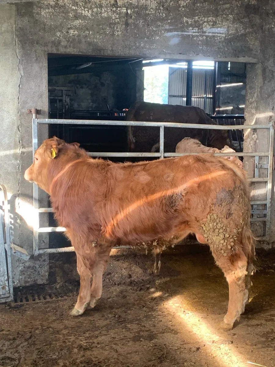 PBNR Ivor bull - Image 2