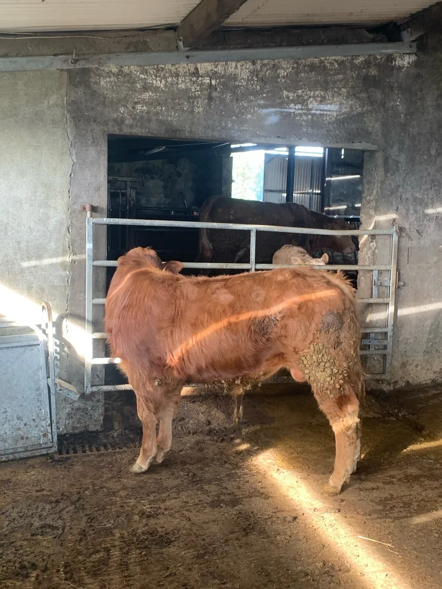 PBNR Ivor bull - Image 3