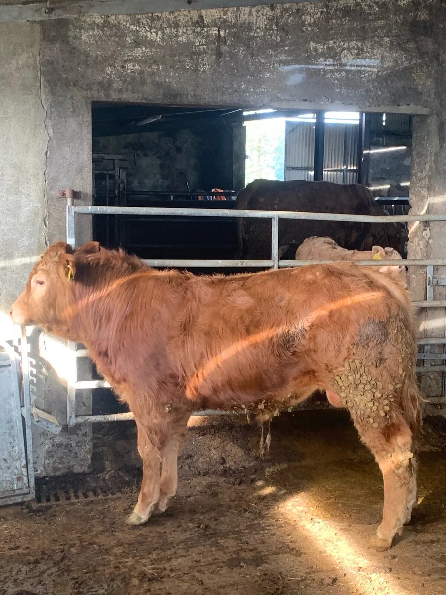 PBNR Ivor bull - Image 4