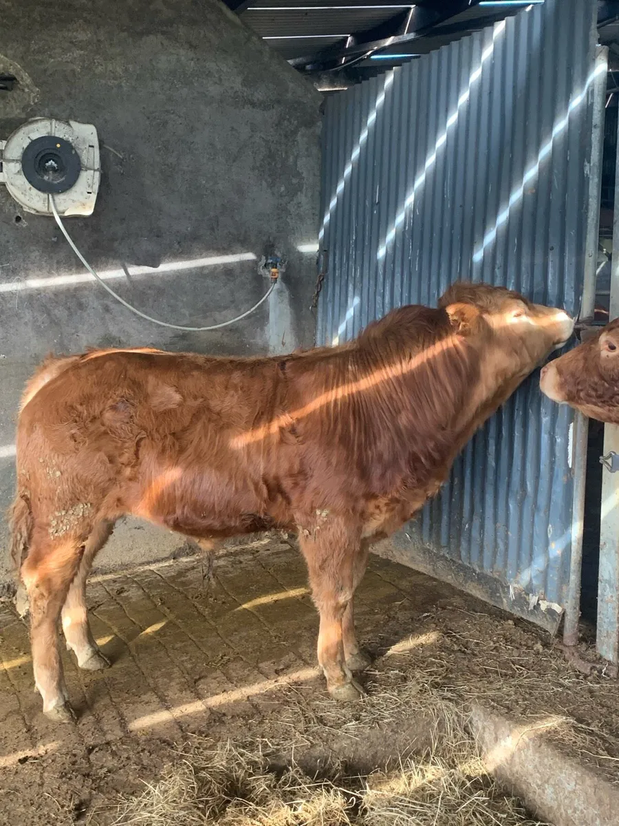 PBNR Ivor bull - Image 1