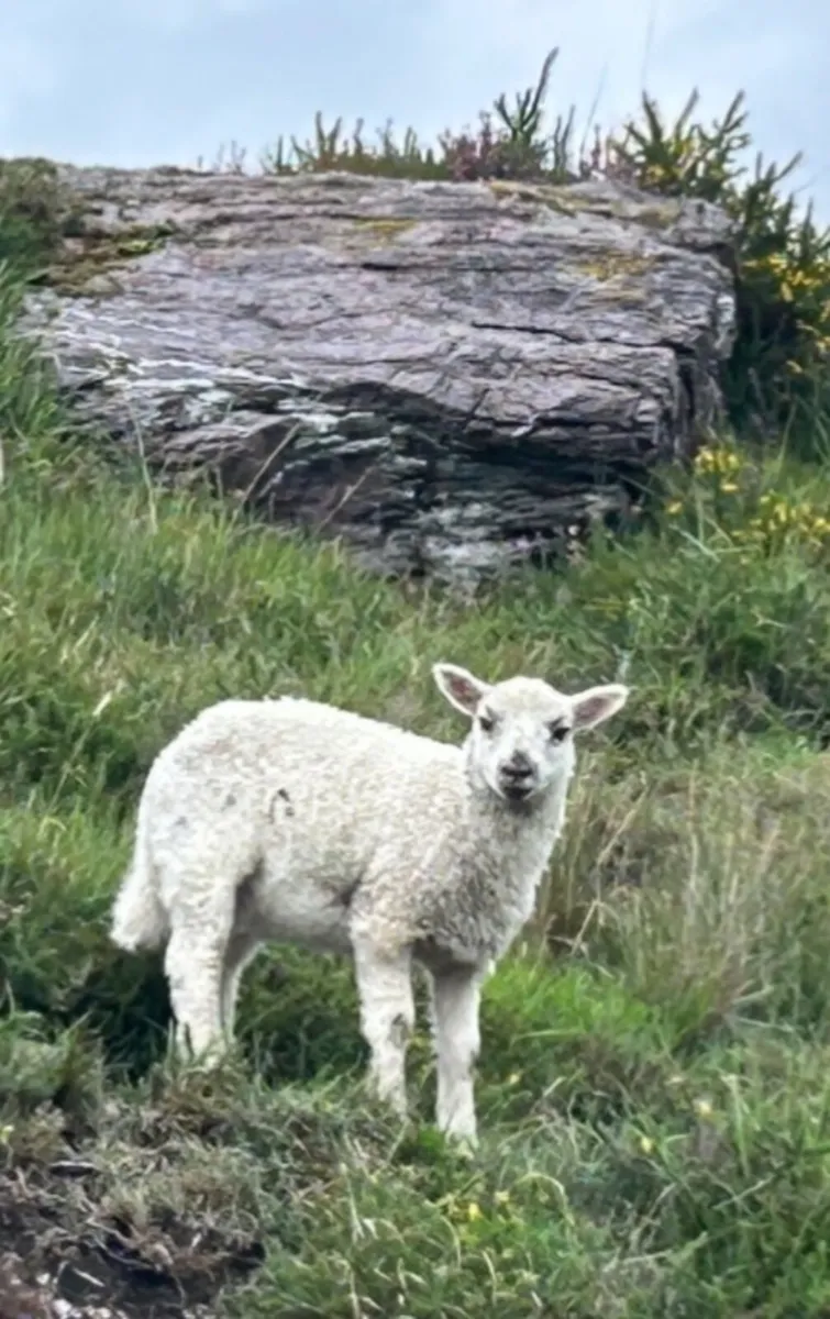 Pet lamb