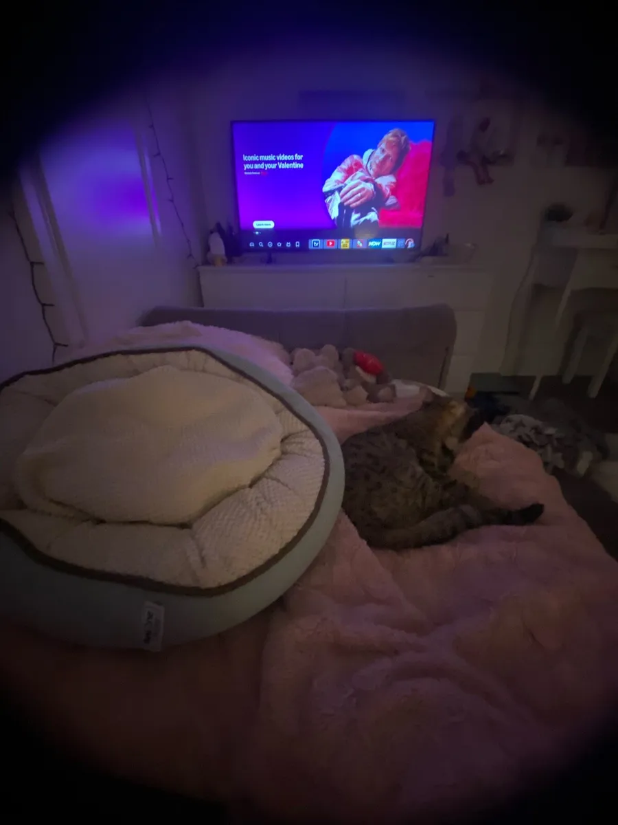 Pet bed - Image 1