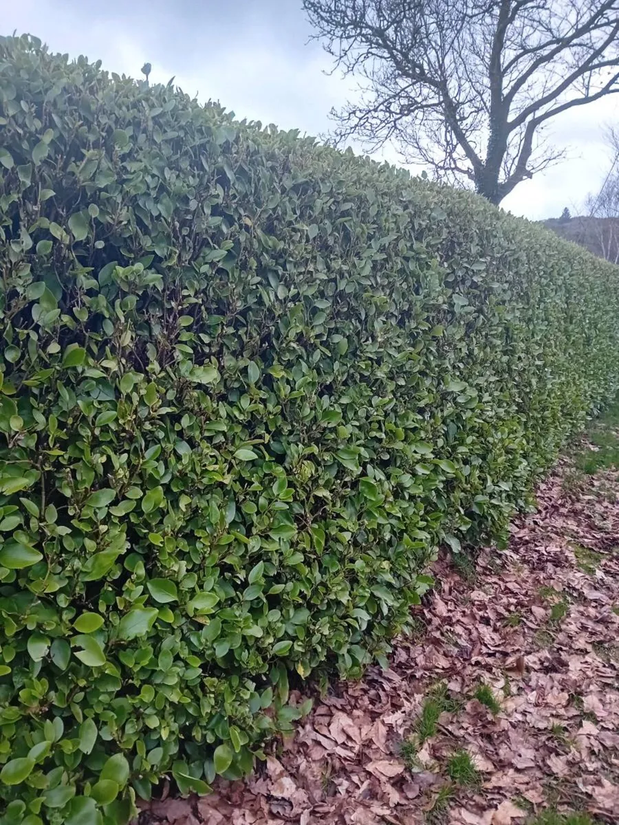 Griselinia hedging - Image 4