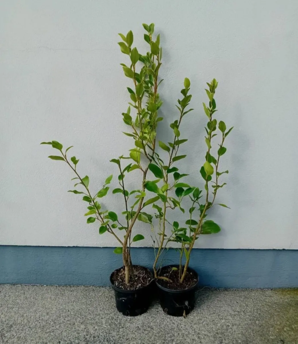 Griselinia hedging - Image 1