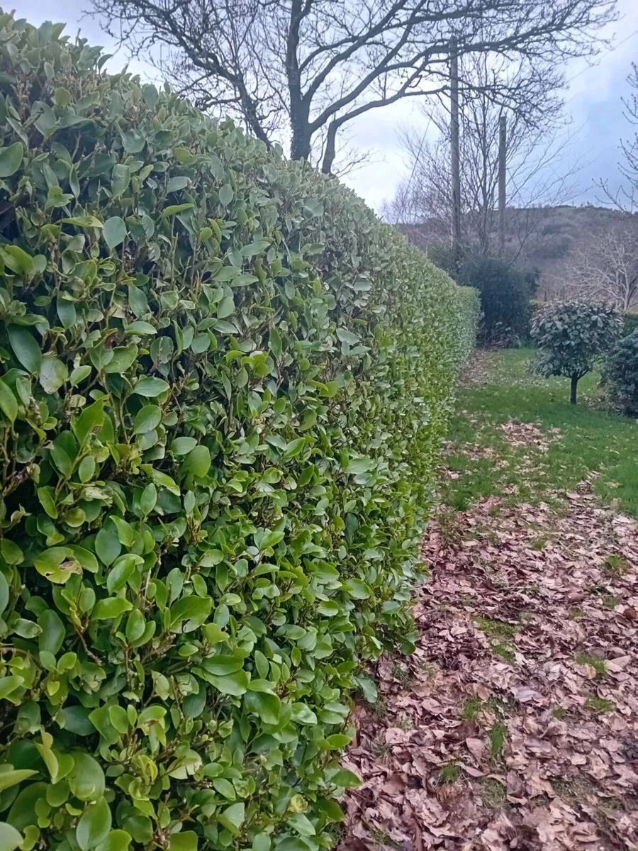 Griselinia hedging - Image 3