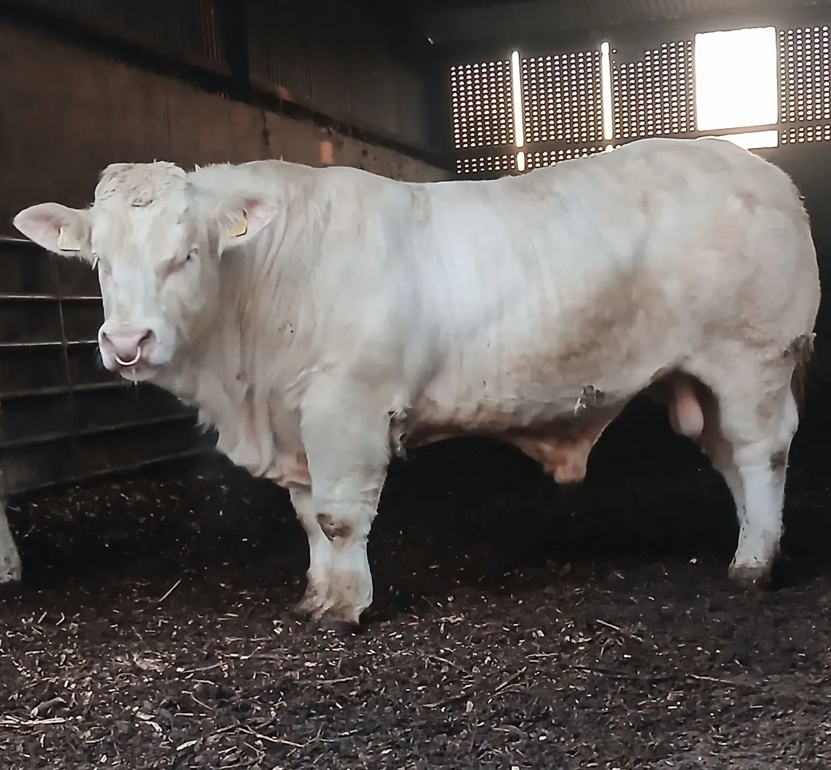 Quality Charolais bull for sale. - Image 1