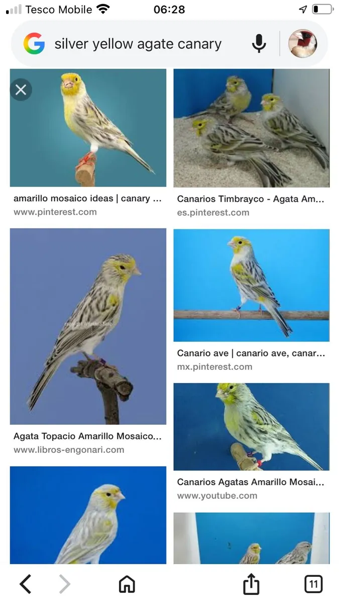 Sliver Agate canaries - Image 1