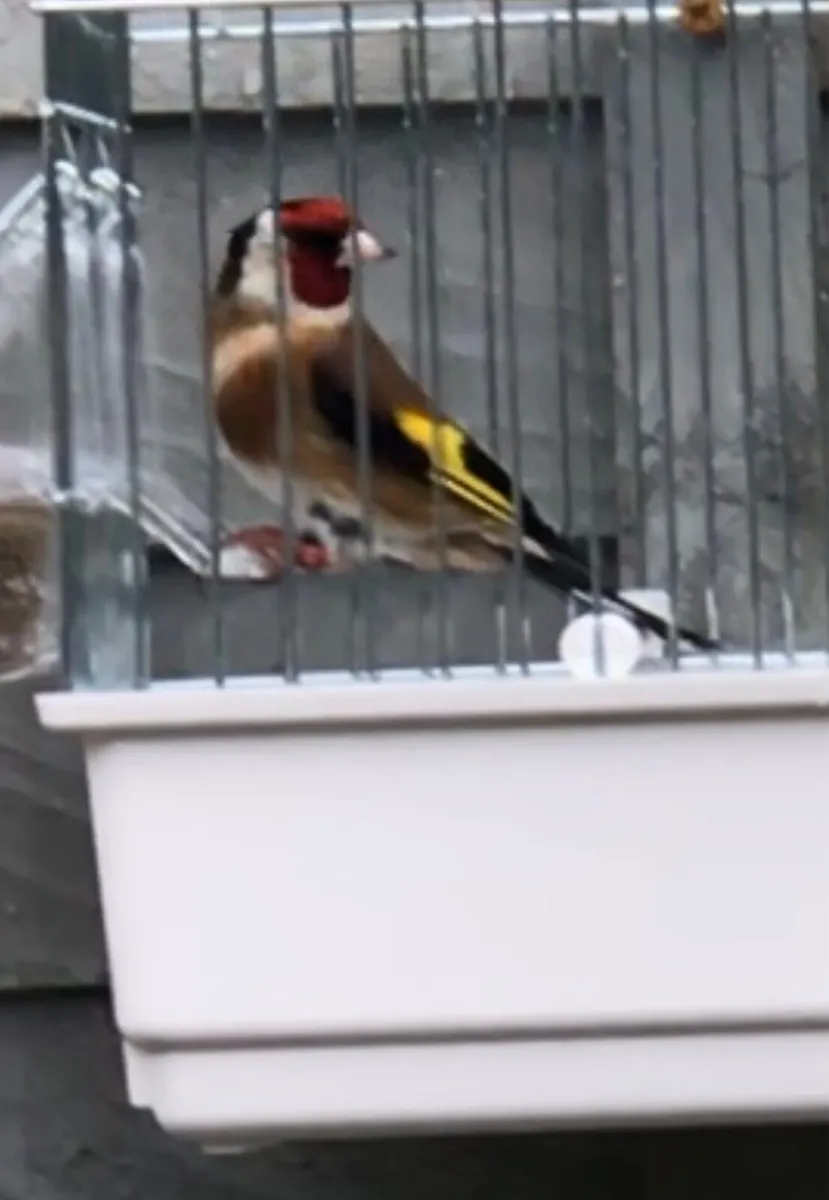 Sliver Agate canaries - Image 4