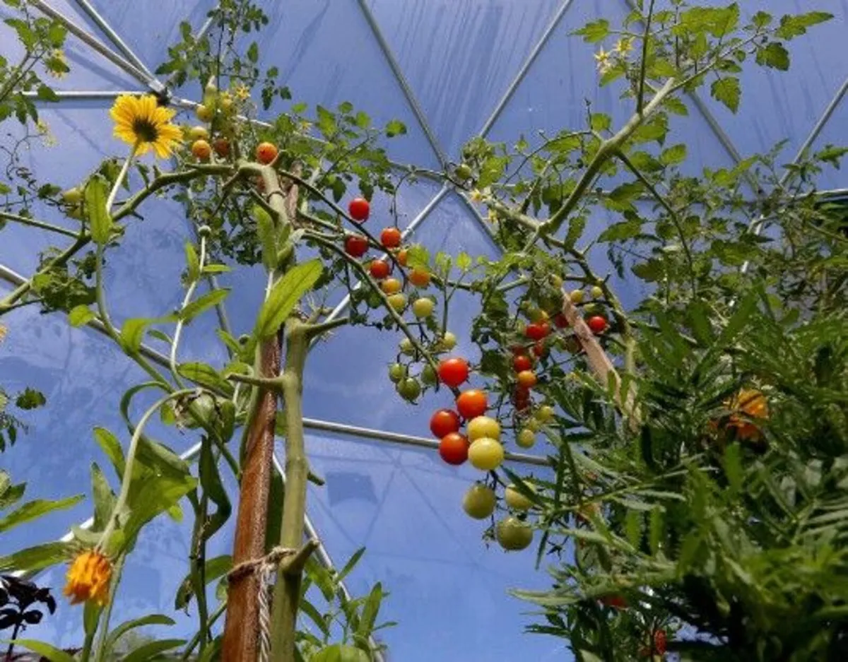 Luxury 5m(16.4ft) Extremely Strong Structure Dome - Image 3