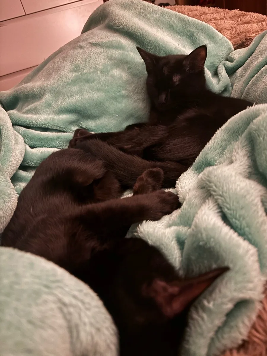 2 Female Cats 6 months old, prefer to go together - Image 2