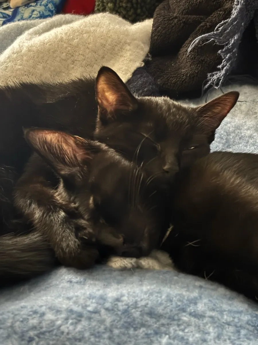 2 Female Cats 6 months old, prefer to go together - Image 3