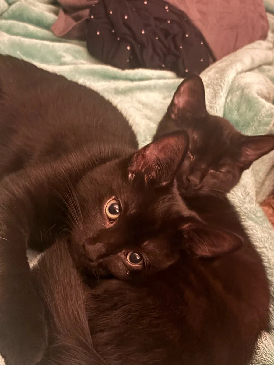 2 Female Cats 6 months old, prefer to go together - Image 4