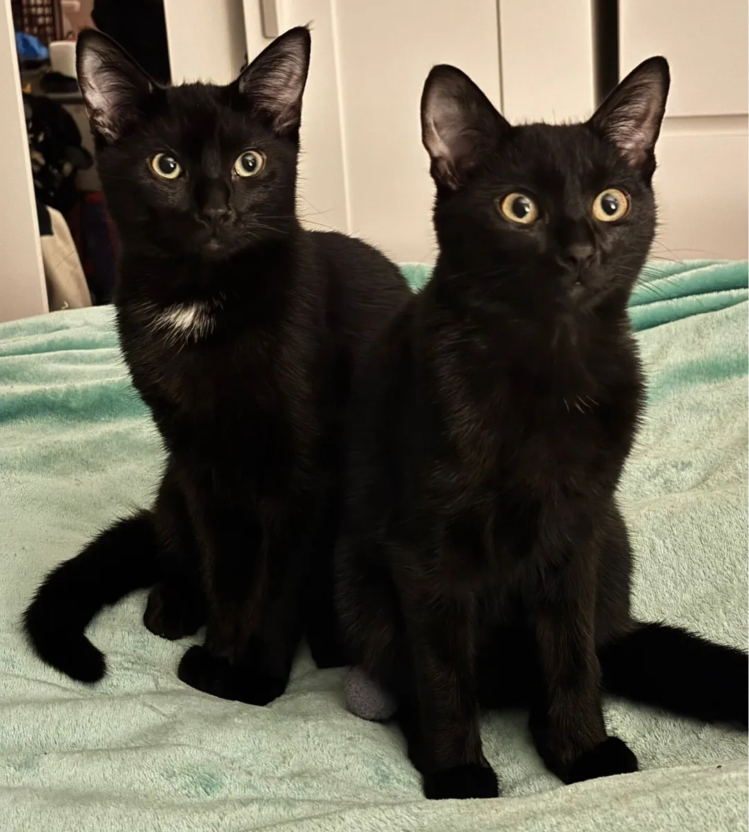 2 Female Cats 6 months old, prefer to go together - Image 1