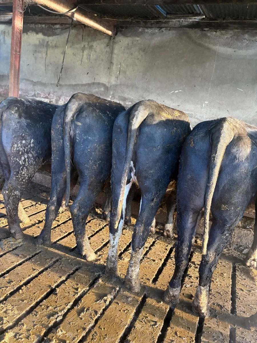 Store heifers - Image 3