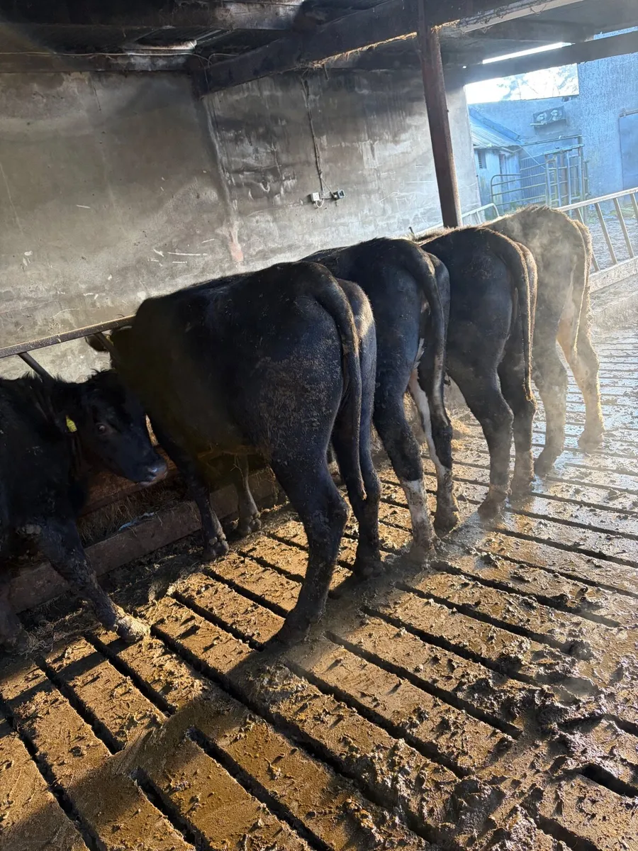 Store heifers - Image 4